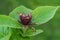 Spicebush closeup