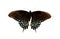 Spicebush Swallowtail