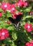 Spicebush Swallowtail