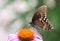 Spicebush Swallowtail Butterfly