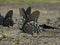 Spicebush Swallowtail Butterfly