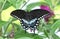 Spicebush Swallowtail Butterfly