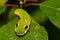 Spicebush Swallowtail Butterfly Caterpillar