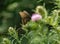 Spicebush Swallowtail Butterfly Feeding on a Bull Thistle