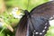 Spicebush Swallowtail Butterfly Sipping Nectar from the Accommodating Flower