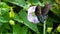 Spicebush Swallowtail Butterfly Sipping Nectar from the Accommodating Flower