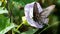 Spicebush Swallowtail Butterfly Sipping Nectar from the Accommodating Flower