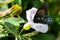 Spicebush Swallowtail Butterfly Sipping Nectar from the Accommodating Flower