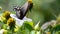 Spicebush Swallowtail Butterfly Sipping Nectar from the Accommodating Flower