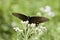 Spicebush Swallowtail Butterfly on White Crownbeard Wildflower