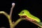 Spicebush Swallowtail Caterpillar