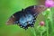 Spicebush Swallowtail female