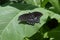 Spicebush Swallowtail on leaf