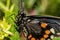 Spicebush Swallowtail Papilio troilus