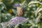 Spicebush Swallowtail, Papilio troilus swallowtail butterfly