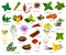 Spices, culinary herbs seasonings and vegetables