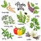 Spices and herbs vector set. Colored on white