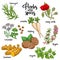 Spices and herbs vector set. Colored on white
