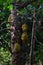 Spices plantation - jack fruits from Zanzibar, Tanzania - February 2019