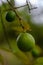 Spices plantation - lime fruit Zanzibar, Tanzania - February 2019