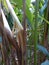 Spics cardamom for  kerala plants