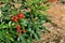 Spicy black soap is a tall shrub shaped like a beautiful red flower. On the hill