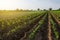 Spicy capsicum pepper plantation at sunset. Growing vegetables outdoors on open ground. Freshly planted pepper plants seedlings