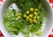 Spicy herbs in white plate with water. lovage, basil and rosemary, herbs, spice, leaves and yellow lovage flowers in my vegetarian