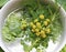 Spicy herbs in white plate with water. lovage, basil and rosemary, herbs, spice, leaves and yellow lovage flowers in my vegetarian