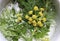 Spicy herbs in white plate with water. lovage, basil and rosemary, herbs, spice, leaves and yellow lovage flowers in my vegetarian