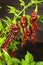 Spicy Hot Bhut Jolokia Ghost Peppers. Domestic cultivation extra hot chilli burn. Ghost Peppers on a Background. Capsicum