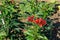 Spicy jatropha is a tall shrub shaped with beautiful red flowers