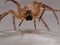 Spider advancing - arachnophobia nightmare