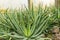 Spider aloe or Aloe Humilis plant in Saint Gallen in Switzerland