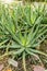 Spider aloe or Aloe Humilis plant in Saint Gallen in Switzerland