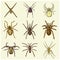 Spider or arachnid species, most dangerous insects in the world, old vintage for halloween or phobia design. hand drawn