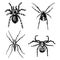 Spider or arachnid species, most dangerous insects in the world, old vintage for halloween or phobia design. hand drawn