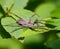 Spider Araneomorphae (Hypochilidae) on a summer morning foliage