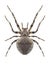 Spider Araneus angulatus