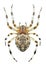 Spider Araneus marmoreus female