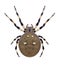 Spider Araneus quadratus