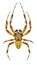 Spider Araneus quadratus male