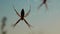 Spider Argiope bruennichi wasp spider on the web