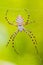 Spider Argiope lobata in Paklenica Croatia with green background