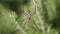 Spider Argiope lobata sits in center of the spiderweb and moves pedipalps