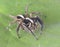 Spider arthropod animal