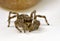 Spider arthropod animal