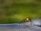 Spider with big eyes and yellow abdomen at steering wheel. Close up of dangerous and fearful, insect as trip companion. Poisonous