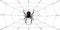 Spider Black Widow, cobweb. Red black spider 3D, spiderweb, isolated white background. Scary Halloween decoration icon