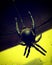 Spider on black and yellow acid background